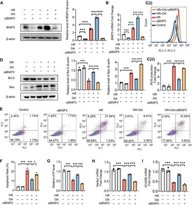 Oroxylin A ameliorates AKI-to-CKD transition through maintaining PPARα-BNIP3 signaling-mediated mitochondrial homeostasis